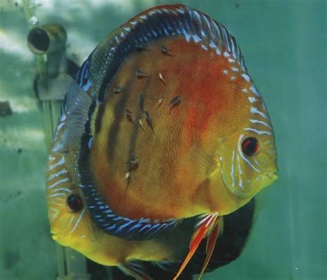 神仙魚產卵幾天孵化|神仙魚基本飼養及繁殖須知 – 寵物百科